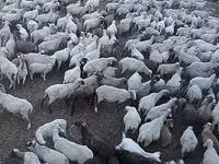 Schaf, Hampshire sheep — Foto 3