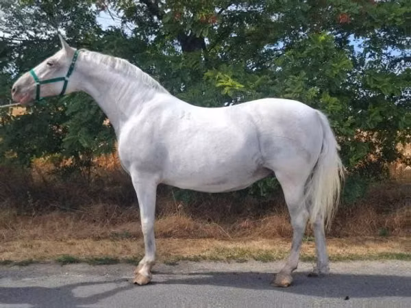 Yegua, Lipizzaner