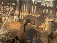 Widder, Cameroon sheep — Foto 4