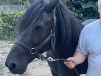 Mare, Hucul pony — photo 2