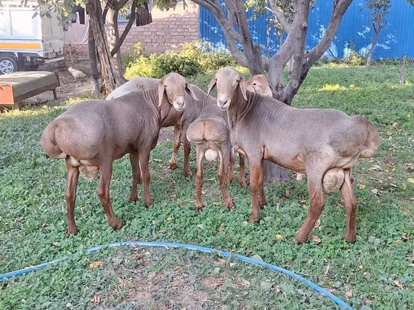 मेढ़ा, Arashan sheep