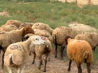 Oveja, Apsheron sheep — foto 1