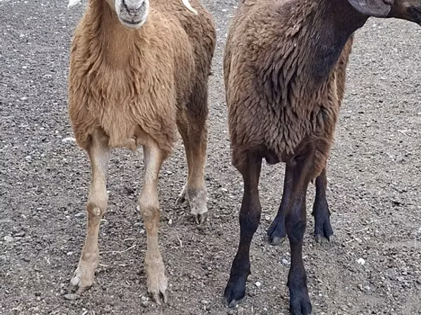 Ziegenbock, Ziegen
