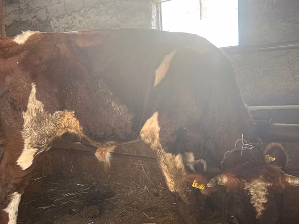Toro, Ganado vacuno