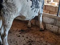 Kuh, Holstein-Rasse — Foto 1
