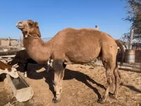 Camellos (lote, sexo no especificado), Kazakh Bactrian camel — foto 2