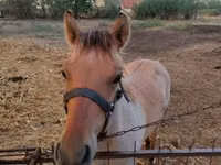 Horse (M), Welsh Cob — photo 5