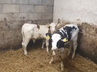 Bulle, Simmental cattle — Foto 3