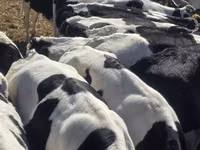 Toro, Russian Black pied cattle — foto 4