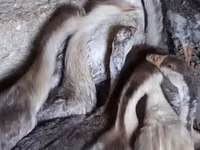 लिंडा — फ़ोटो 6