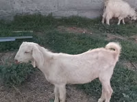 تيس, الماعز — الصورة 8