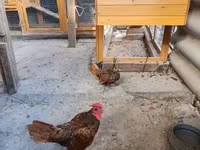 سيبرايت — الصورة 1