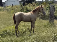 Horse (M), Kentucky mountain daddle horse — photo 7