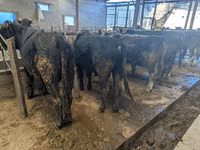 Toro, Karaku — foto 5