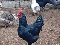 Австралийская бойная — фото 2