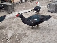 Ducks — Foto 7