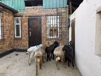 نعجة, Rhon sheep — الصورة 4