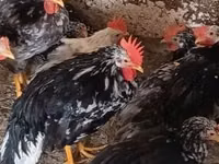 Chickens — Foto 2