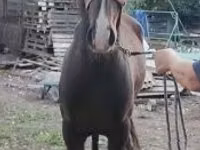 घोड़ा, Lipizzaner — फ़ोटो 3