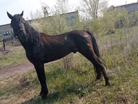 Horse (M), Altai horse — photo 2