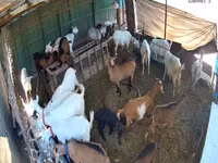 Cabra, Saanen goat — foto 3