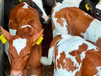 أبقار (دفعة، الجنس غير محدد), Russian Black pied cattle — الصورة 3