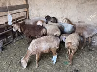भेड़, भेड़ — फ़ोटो 2