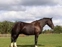 Horse (M), Percheron — photo 1