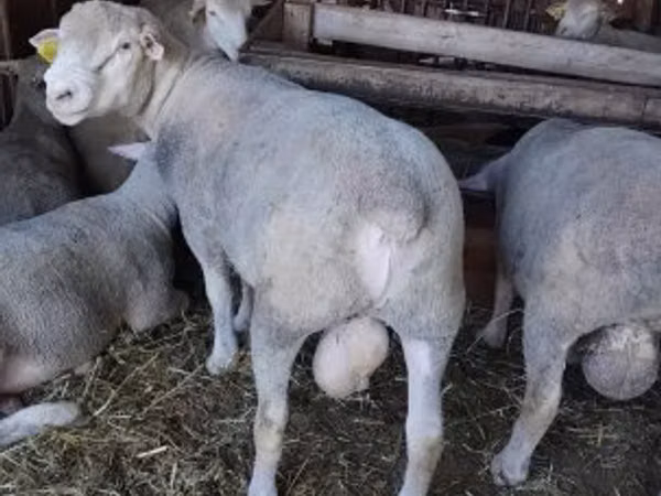 Widder, Ile-de-France sheep
