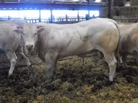 Bulle, Blonde d’Aquitane cattle — Foto 5