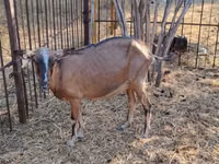 Ziege, Alpine goat — Foto 5