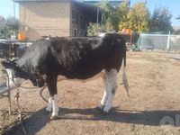 Cow, Simmental cattle — photo 6