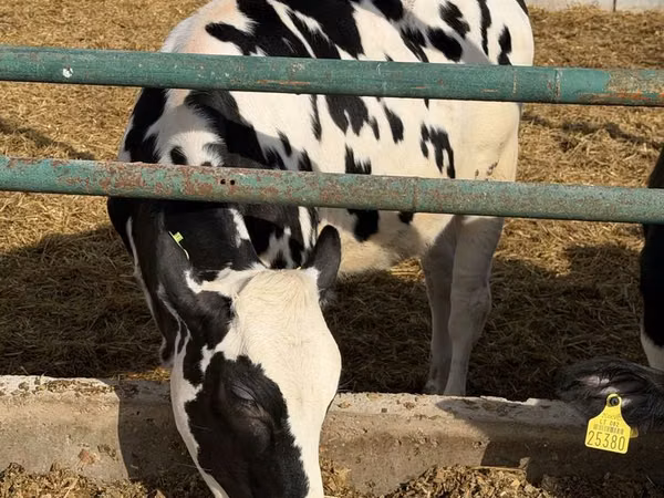Vaca, Russian Black pied cattle