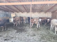 ثور, Simmental cattle — الصورة 7