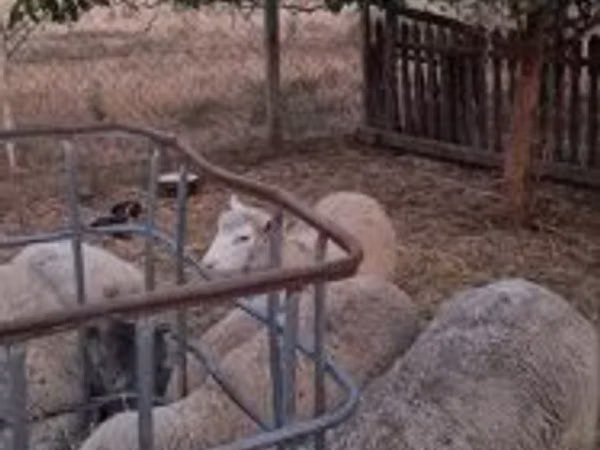 मेढ़ा, Cerry Hill sheep