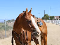 Mare, Quarter Horse — photo 4