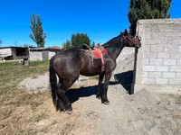 Horse (M), Karabair horse — photo 4