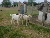 Carnero, Merino sheep — foto 3