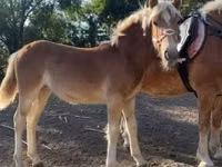 घोड़ी, Haflinger — फ़ोटो 1