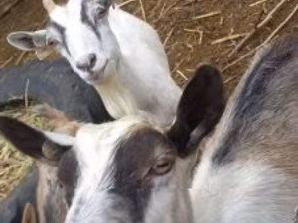 Goat, Goats
