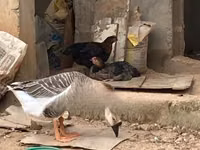 تشاينيز — الصورة 7