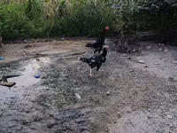 Chickens — الصورة 2