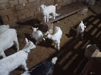 Ziege, Saanen goat — Foto 6
