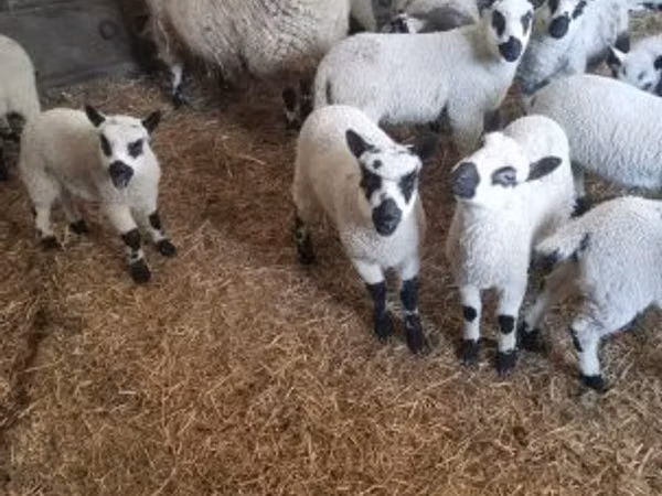Carnero, Cerry Hill sheep