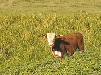 Cow, Ayrshire — photo 5