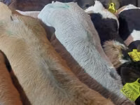 Bulle, Simmental cattle — Foto 4