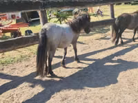 Mare, Shetland Pony — photo 3