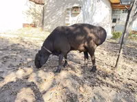 Carnero, Hissar sheep — foto 2