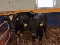 ثور, Simmental cattle — الصورة 2