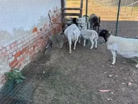 نعجة, Dorper sheep — الصورة 6